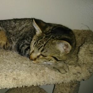 Meet your Posher, Brenda